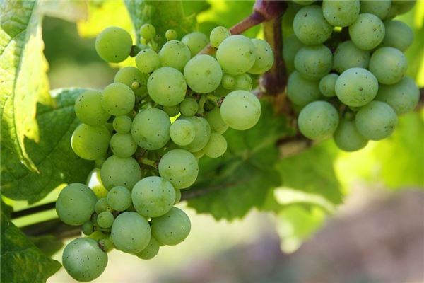 东莞农产品配送公司介绍各色葡萄的营养价值