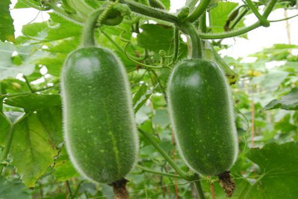 东莞蔬菜配送专家分享毛瓜的营养价值