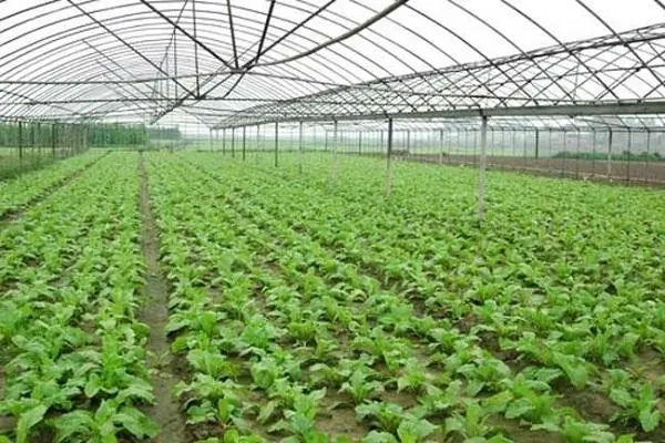 东莞农产品配送如何选择蔬菜种植基地