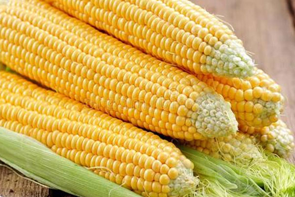 东莞农产品配送公司讲述玉米的功效与营养价值
