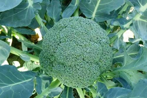 东莞蔬菜配送公司介绍种植西兰花管理注意事项