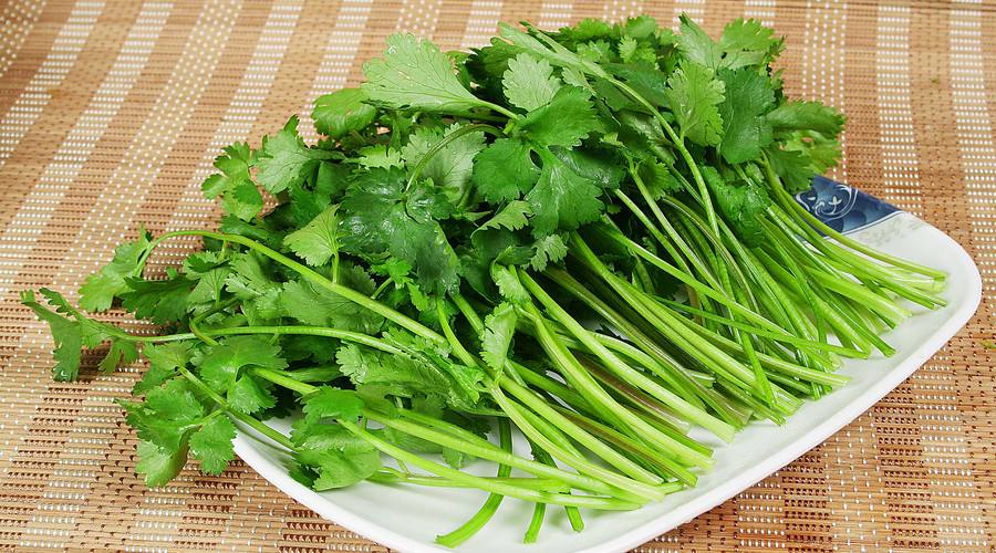 东莞蔬菜配送香菜